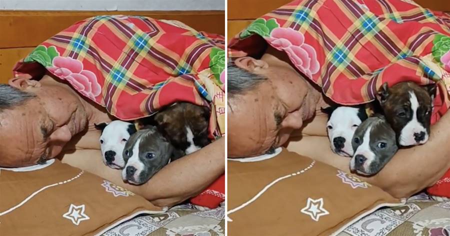 爺爺擔心小狗們太冷，將它們放進被窩里一起摟著睡覺，太有愛了！