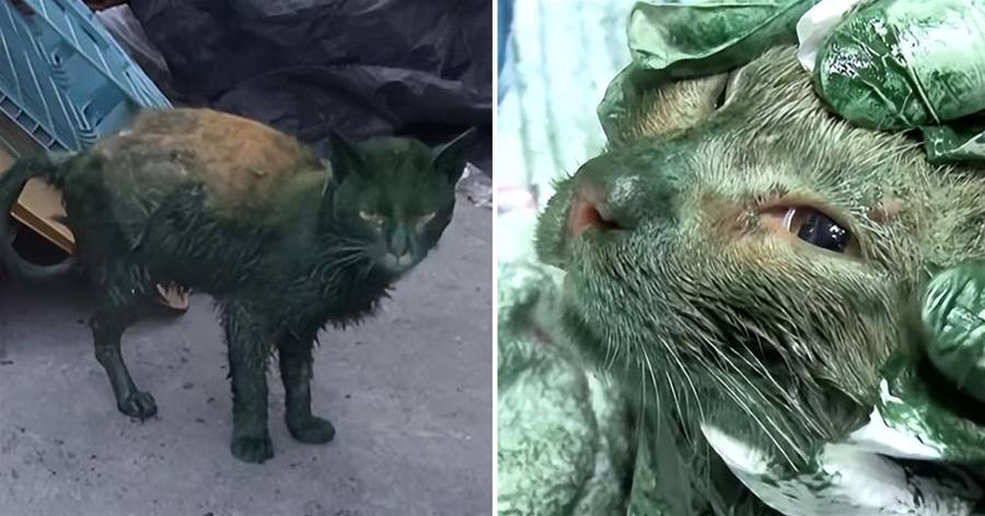 女子聽到車底傳來貓叫，發現滿身綠色黏液的貓，被嚇壞：它經歷了些什麼？